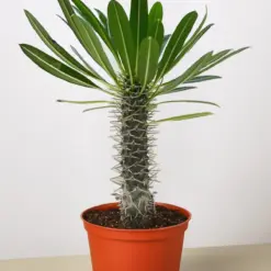 Pachypodium 'lamerei' (Madagascar Palm) houseplant