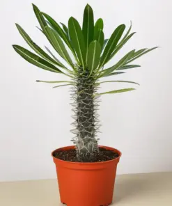 Pachypodium 'lamerei' (Madagascar Palm) houseplant