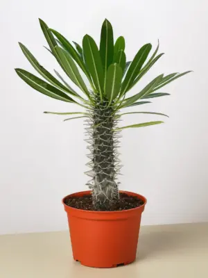 Pachypodium 'lamerei' (Madagascar Palm) houseplant