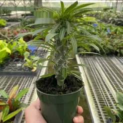 Pachypodium 'lamerei' (Madagascar Palm) — additional view