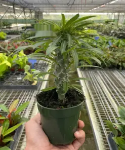 Pachypodium 'lamerei' (Madagascar Palm) — additional view