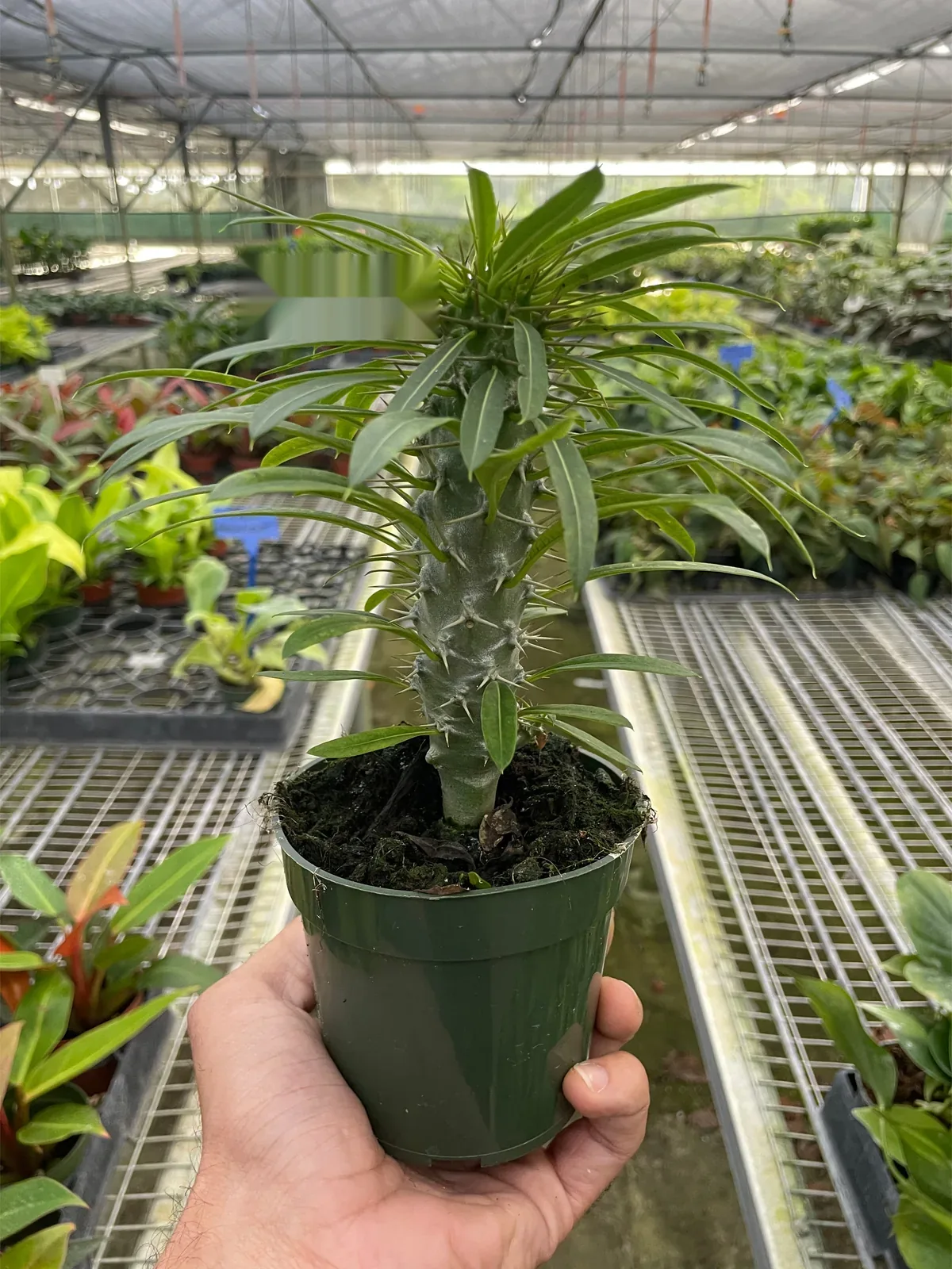 Pachypodium 