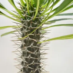 Pachypodium 'lamerei' (Madagascar Palm) — additional view