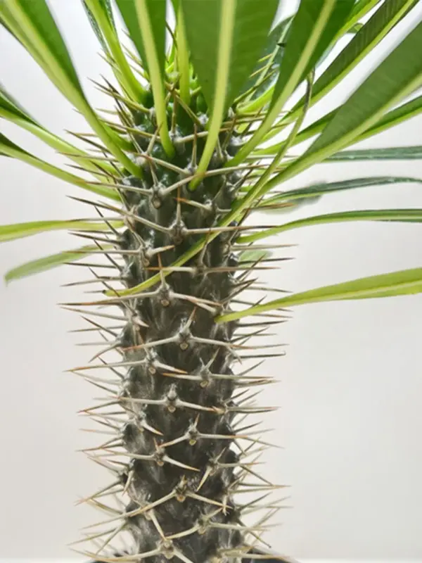Pachypodium 'lamerei' (Madagascar Palm) — additional view