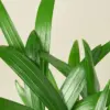 Areca Palm houseplant