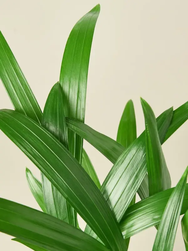Areca Palm houseplant