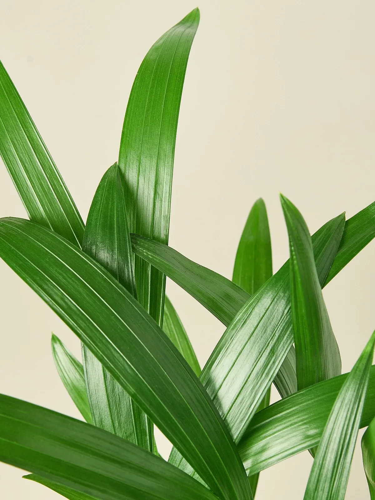 Areca Palm houseplant