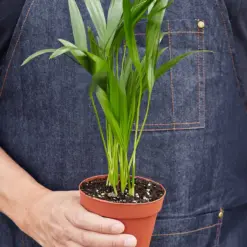 Areca Palm — held in hand for size reference
