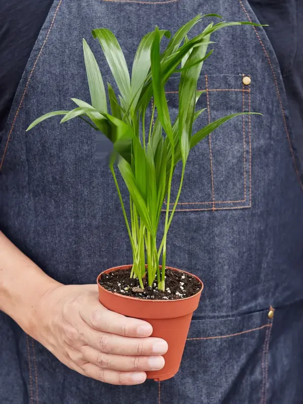 Areca Palm — held in hand for size reference