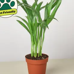 Areca Palm — additional view