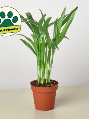 Areca Palm — additional view