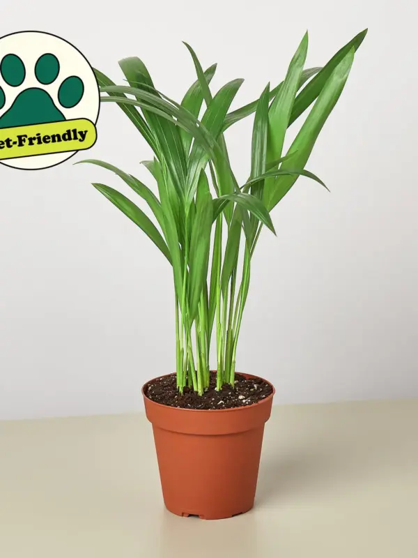 Areca Palm — additional view