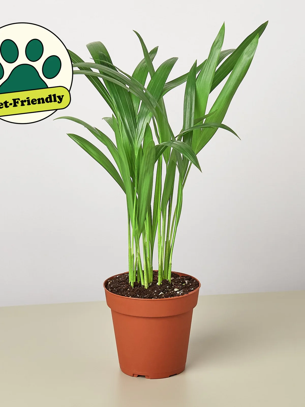 Areca Palm — additional view