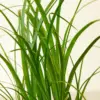 Palm Ponytail houseplant