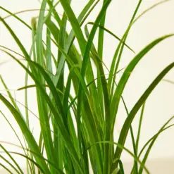 Palm Ponytail houseplant