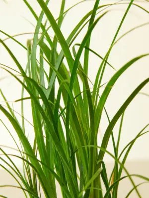 Palm Ponytail houseplant