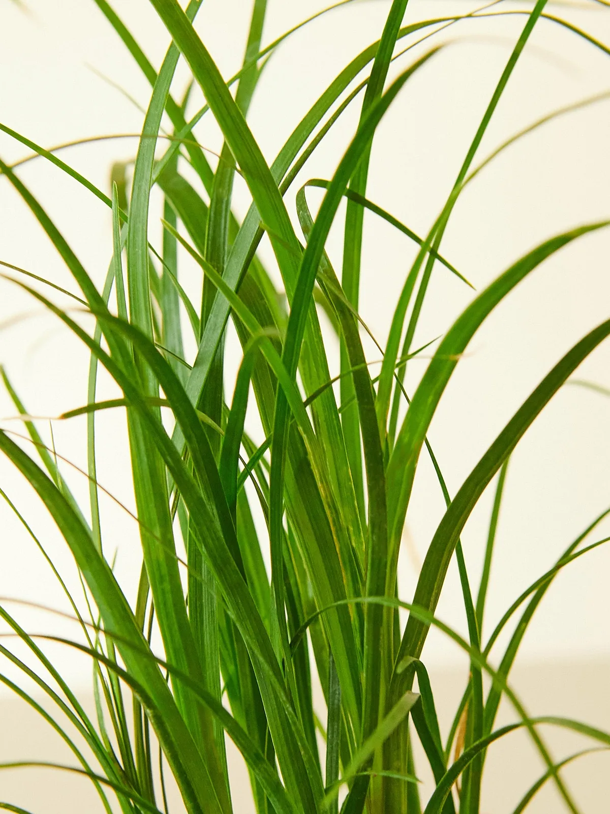 Palm Ponytail houseplant