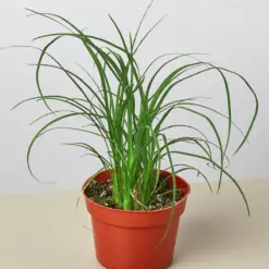 Palm Ponytail — additional view