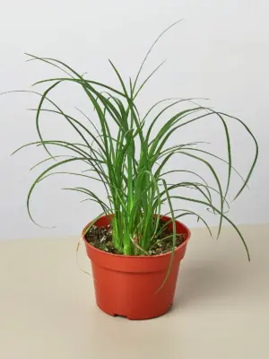 Palm Ponytail — additional view