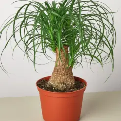 Palm Ponytail — additional view