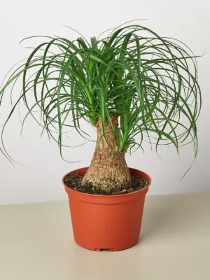 Palm Ponytail — additional view