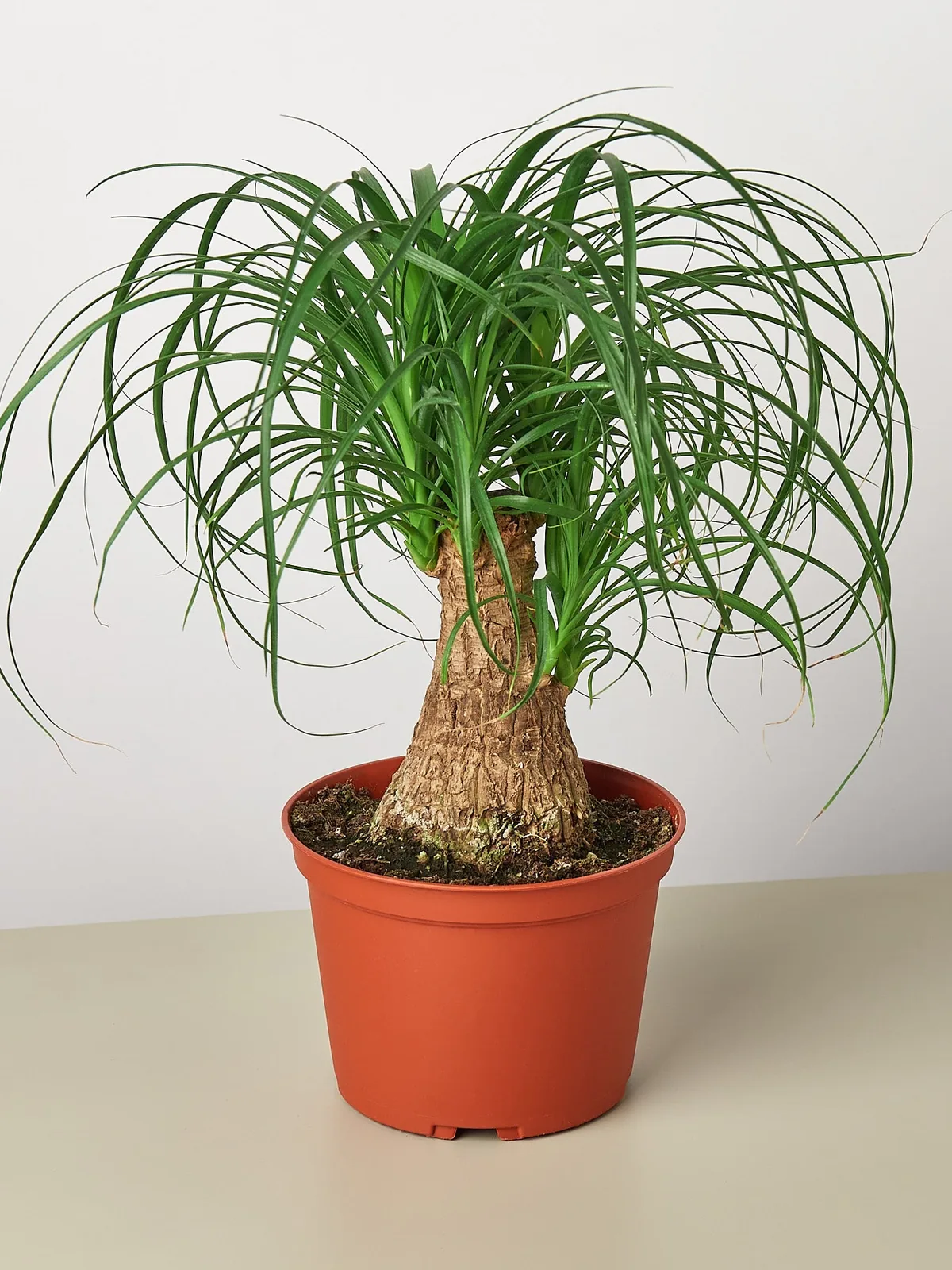 Palm Ponytail — additional view
