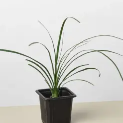 Palm Ponytail — additional view