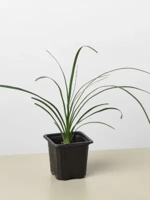 Palm Ponytail — additional view