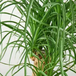 Palm Ponytail — leaf detail close-up