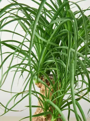 Palm Ponytail — leaf detail close-up