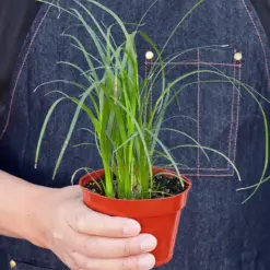 Palm Ponytail — held in hand for size reference
