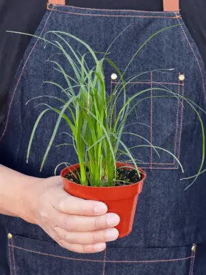 Palm Ponytail — held in hand for size reference