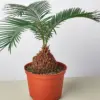 Sago Palm houseplant
