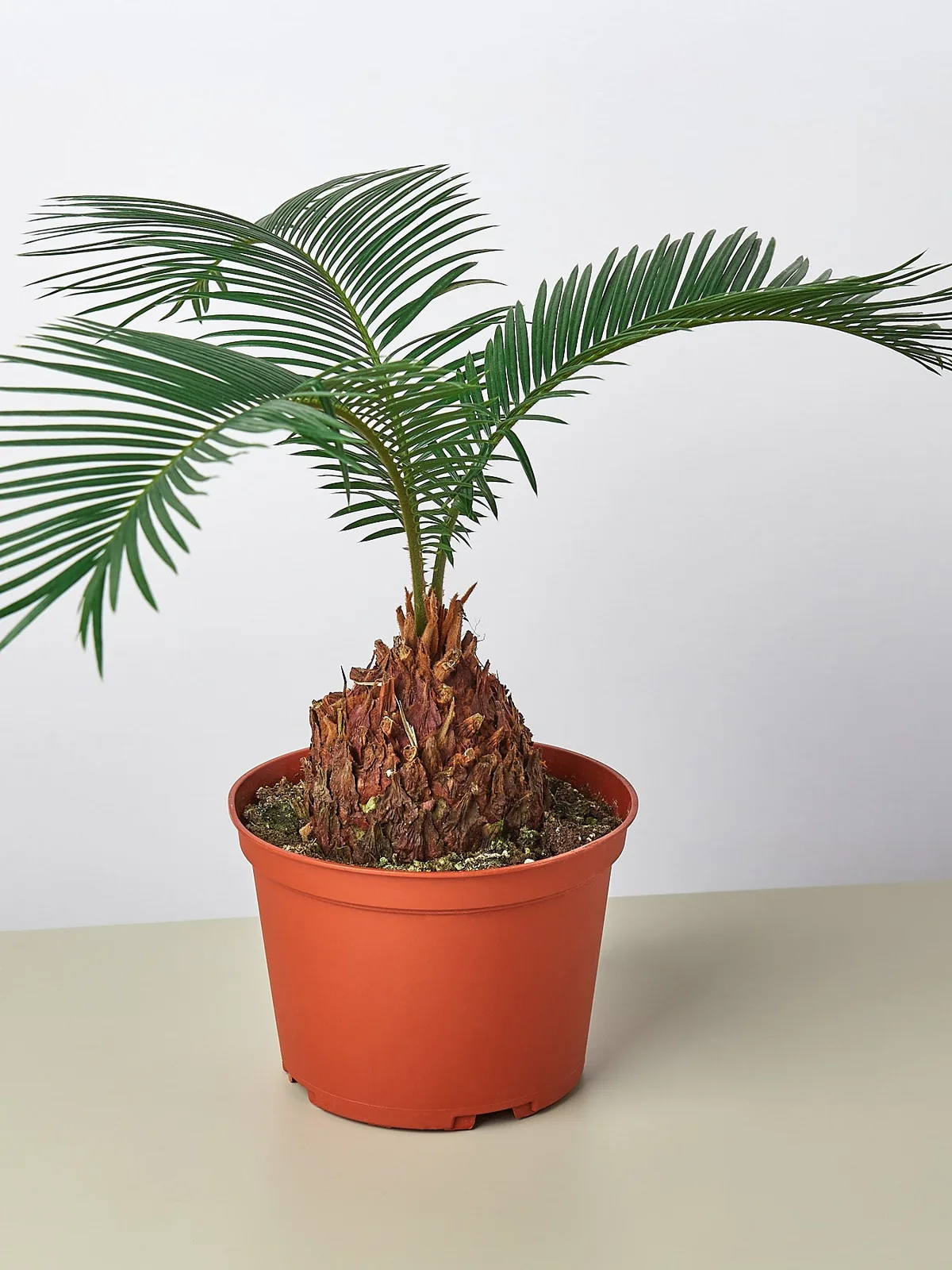Sago Palm houseplant