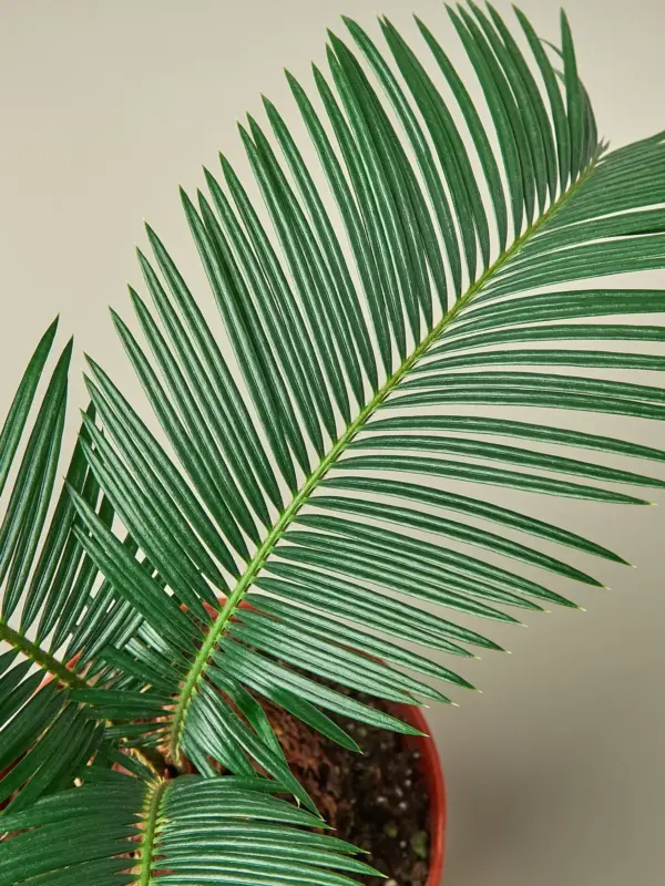 Sago Palm — leaf detail close-up
