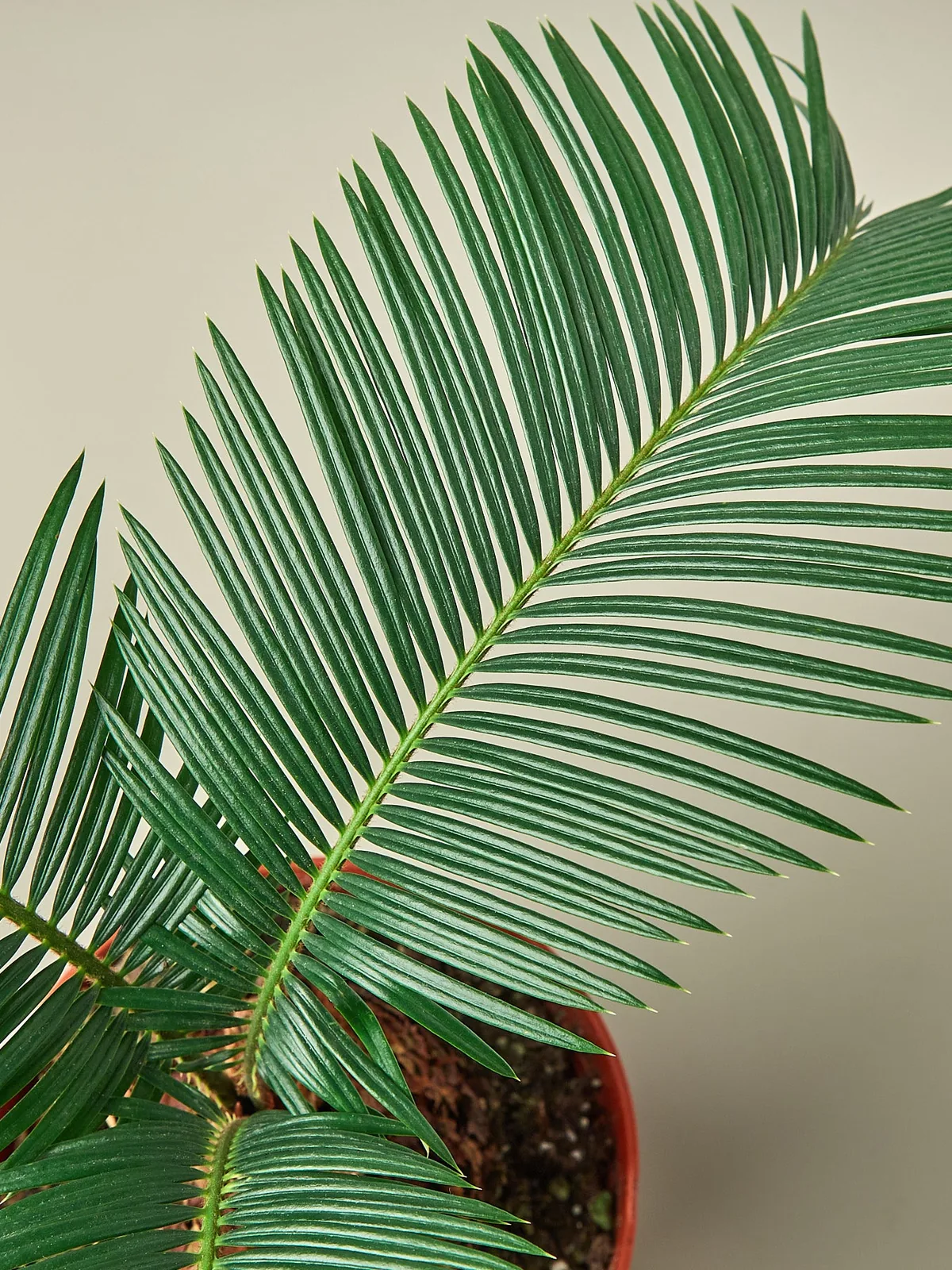 Sago Palm — leaf detail close-up