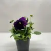 Pansy Purple houseplant