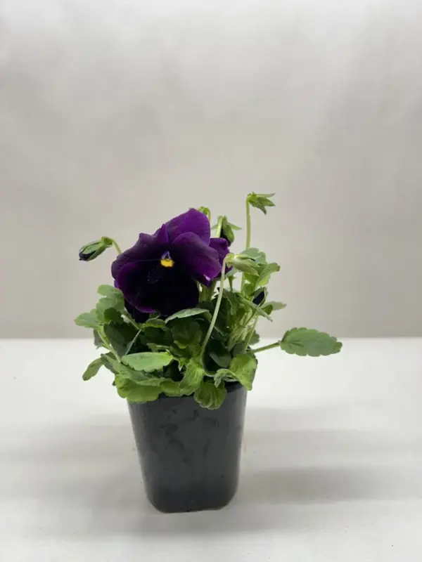 Pansy Purple houseplant