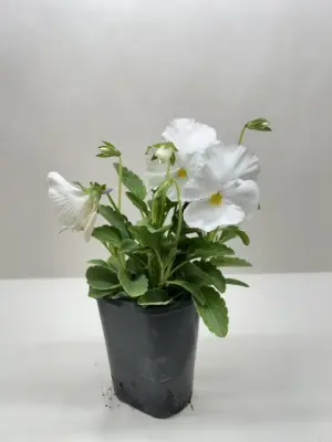 Pansy Purple — additional view