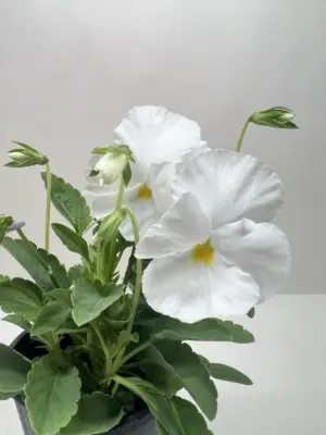 Pansy Purple — additional view