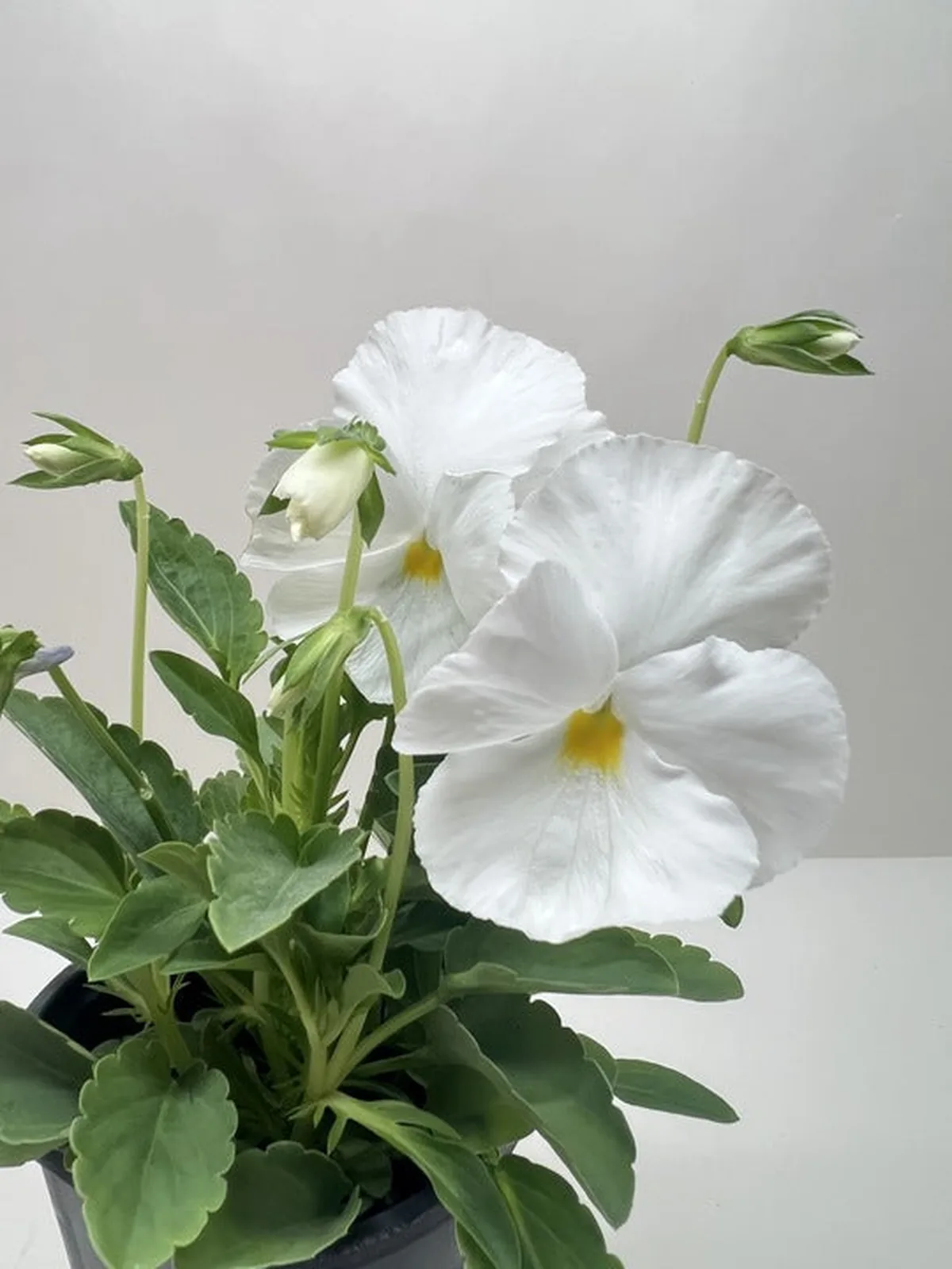 Pansy Purple — additional view