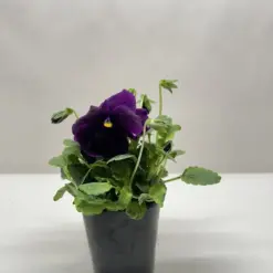 Pansy White houseplant