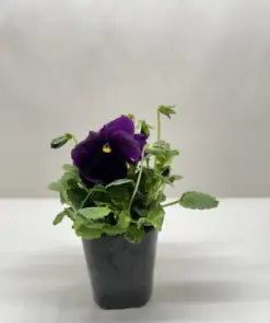 Pansy White houseplant