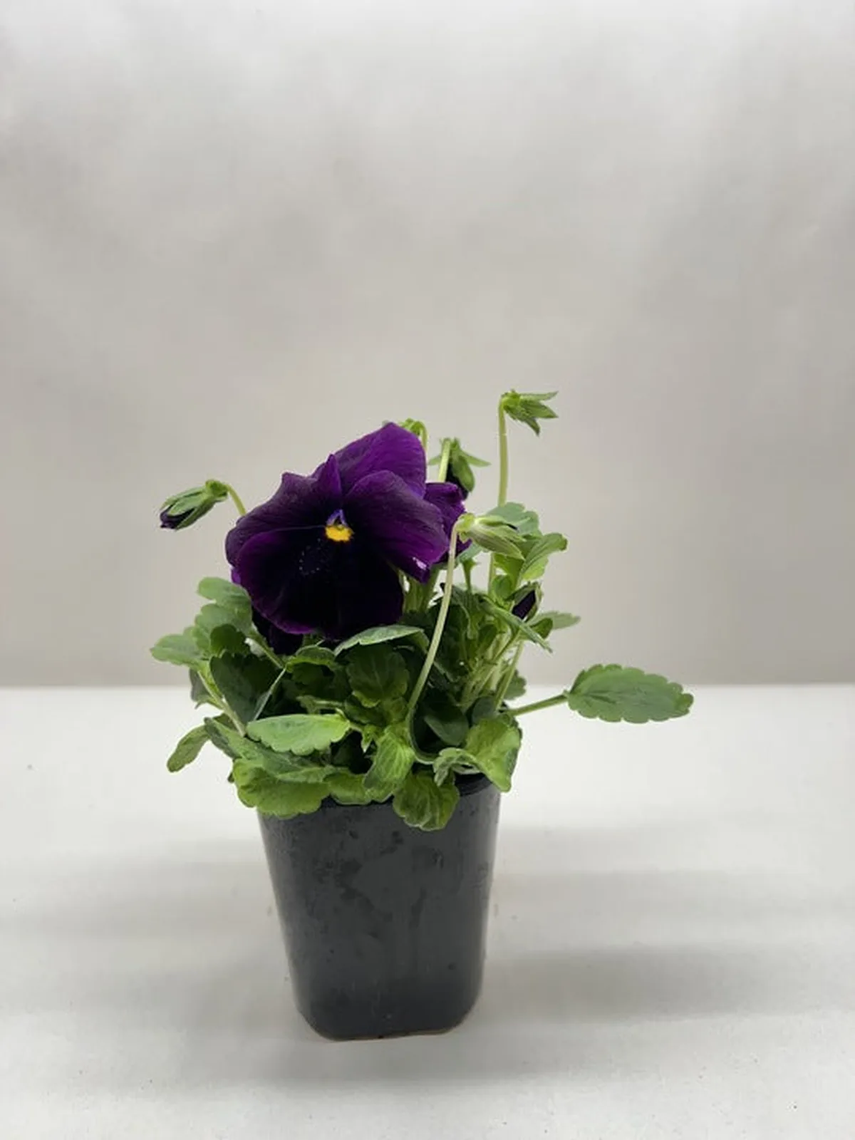 Pansy White houseplant