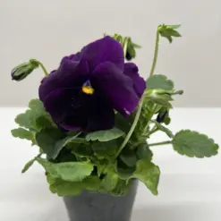 Pansy White — additional view