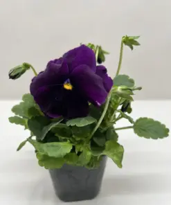 Pansy White — additional view