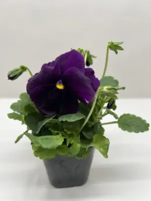 Pansy White — additional view
