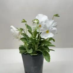 Pansy White — additional view