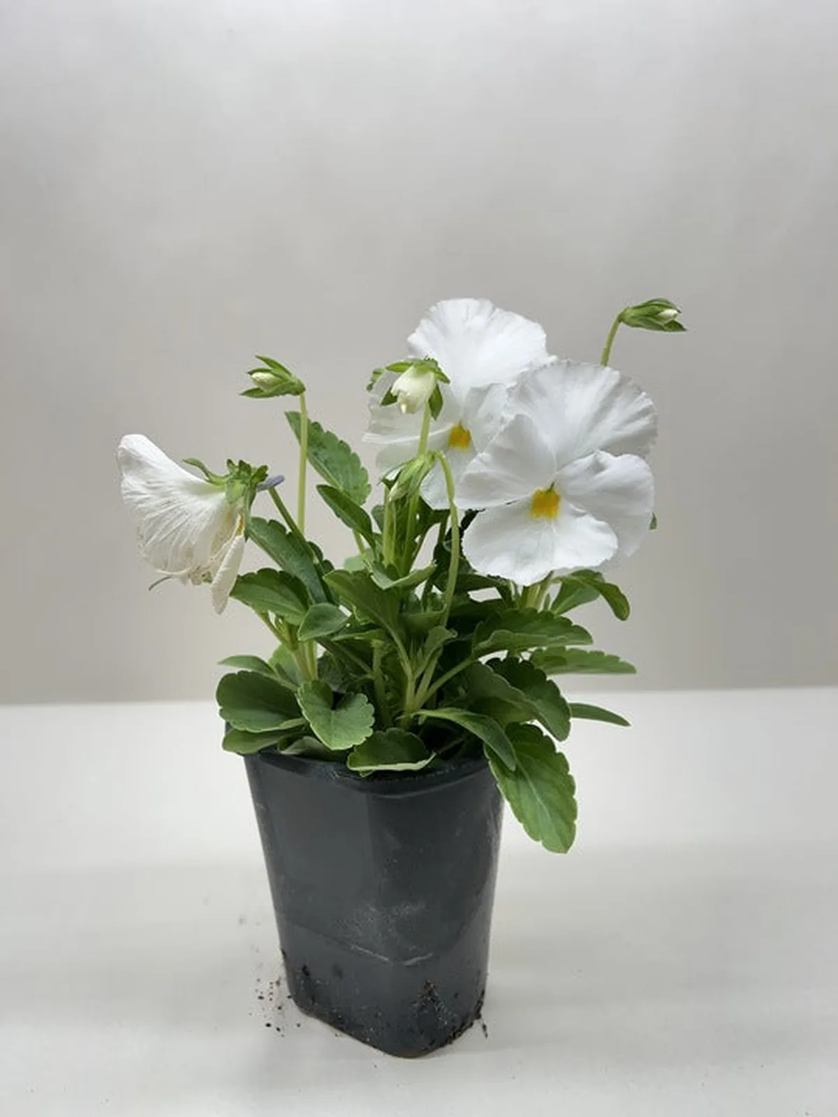 Pansy White — additional view