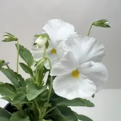 Pansy White — additional view